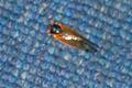 The Amtrak Amazing Travelling Cicada