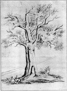 drawing of miracle oak