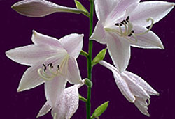 CLICK to see my Nature Photography!