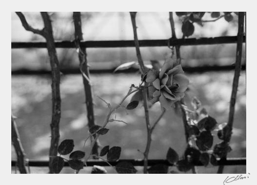 Last rose of summer by klinsii
