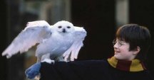 Harry and Hedwig.  Also Coloring Page