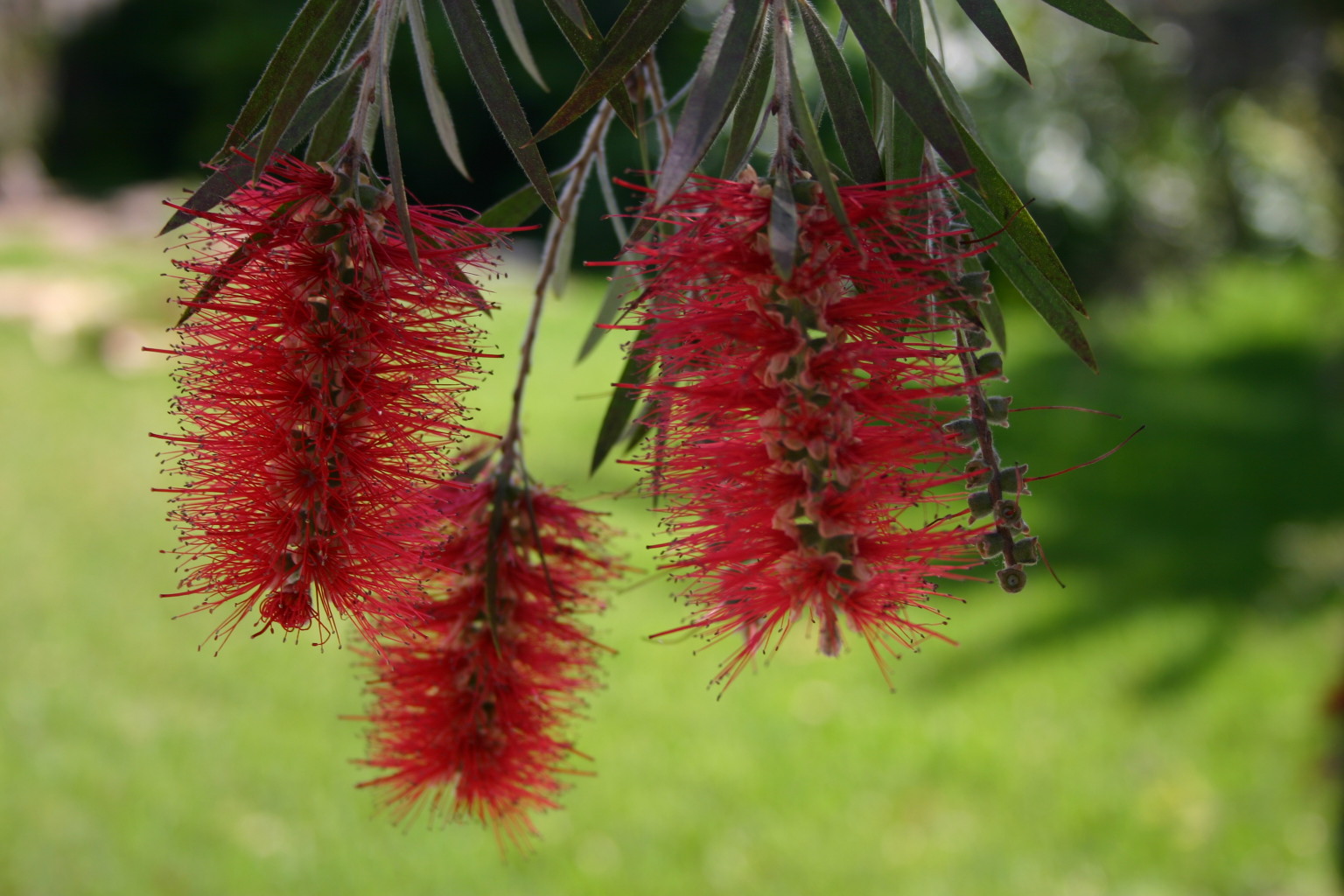 This photo, taken in Tampa Bay, FL, was the first time I had ever seen a bottle brush tree.