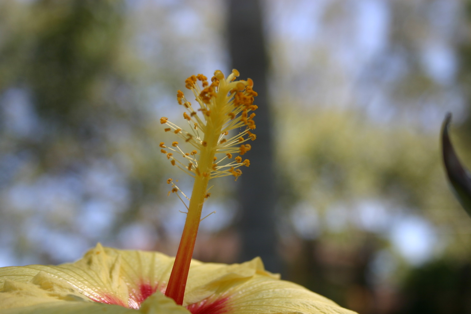 This photo was taken on my first trip to Florida.&nbsp; It was the first time I had ever seen a hibiscus plant.