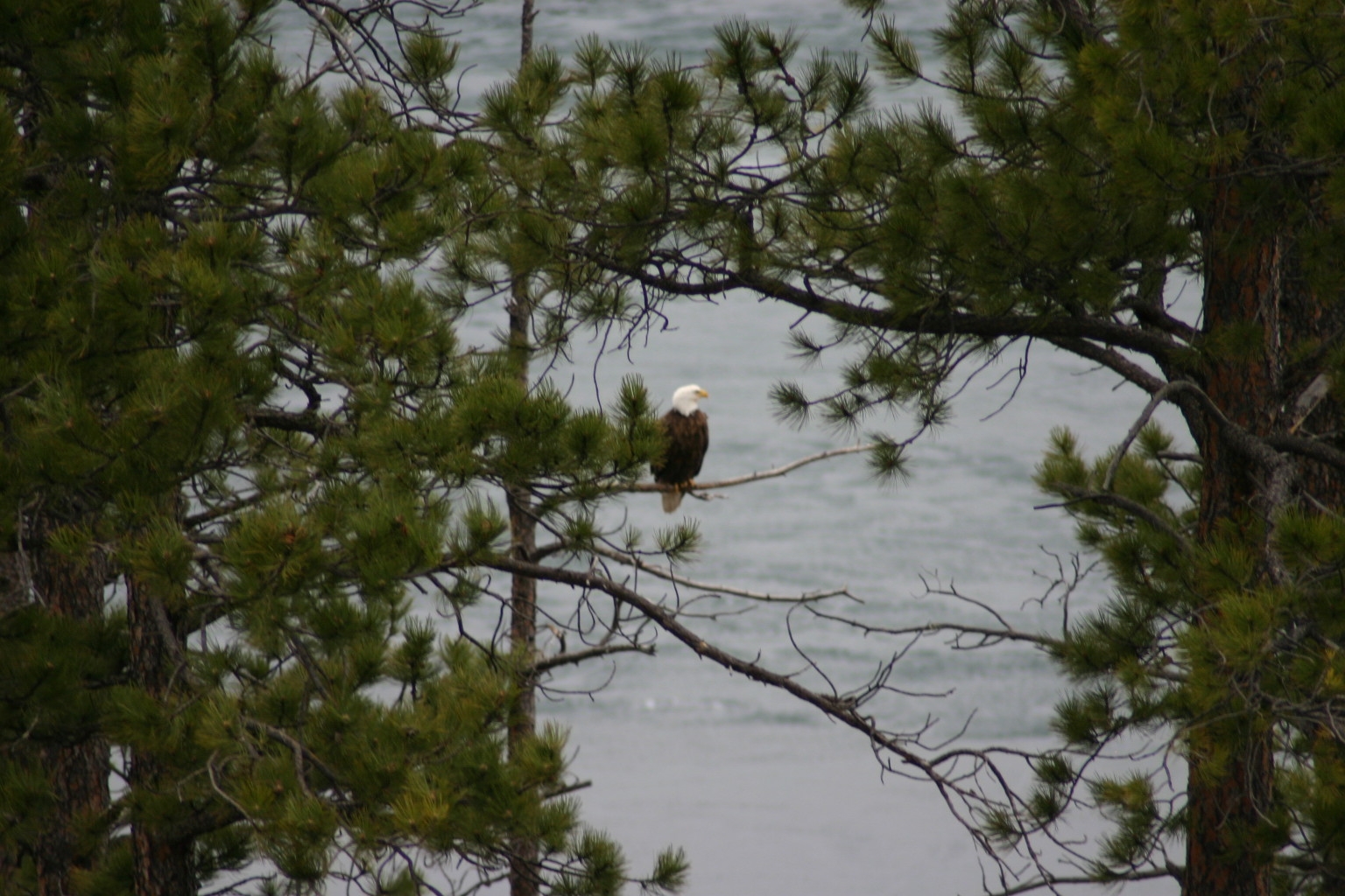 What a rare treat to see a bald eagle sitting in a tree as I just happened to drive by.