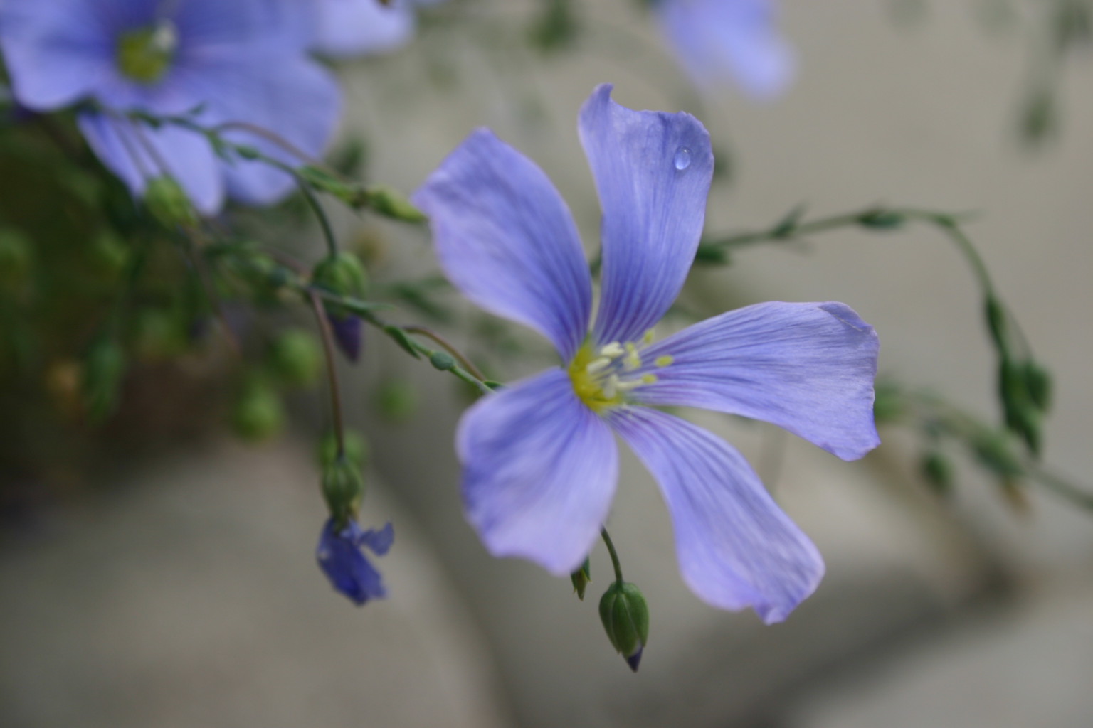 This photo was taken after an afternoon rain.&nbsp; Only one drop remained.