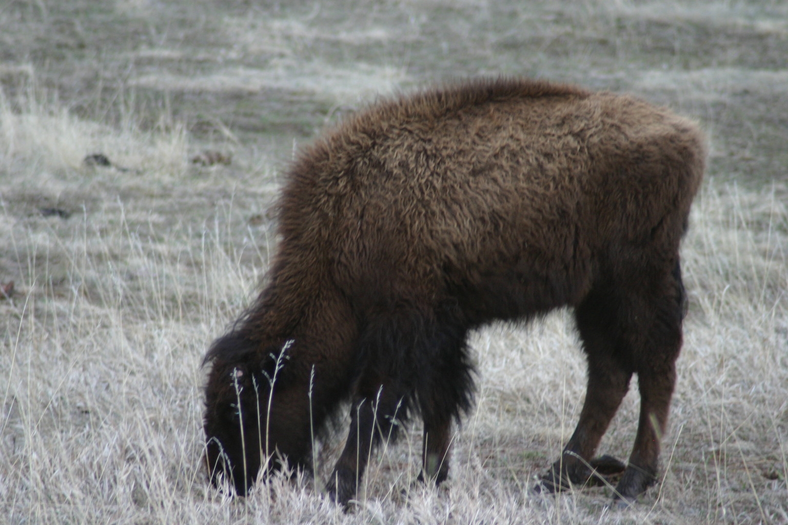 Custer State Park has a large herd of bison, including its share of babies.