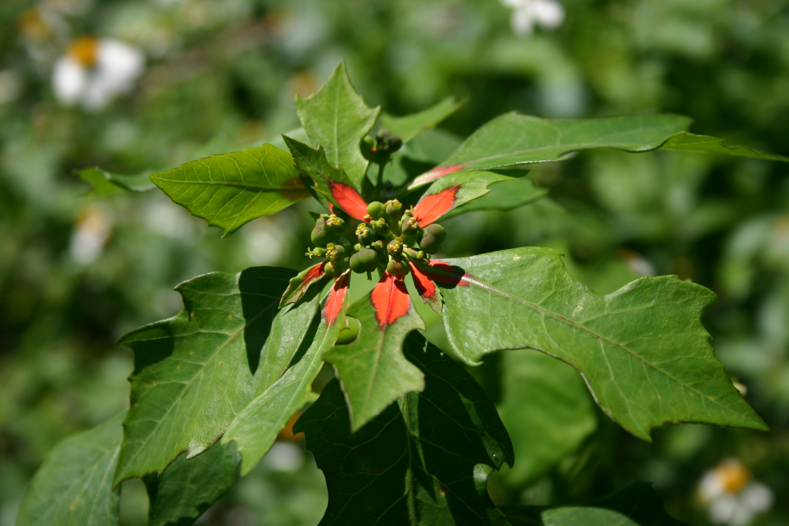I love the subtle drops of red forming a red cross in the center of the green leaves.
