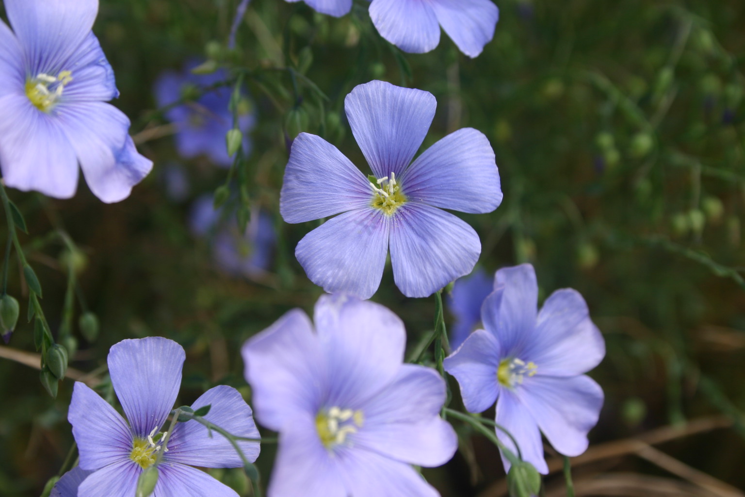 This flower was taken on the same day as A Tear for Me.
