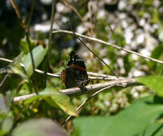 The quiet beauty of a butterfly.