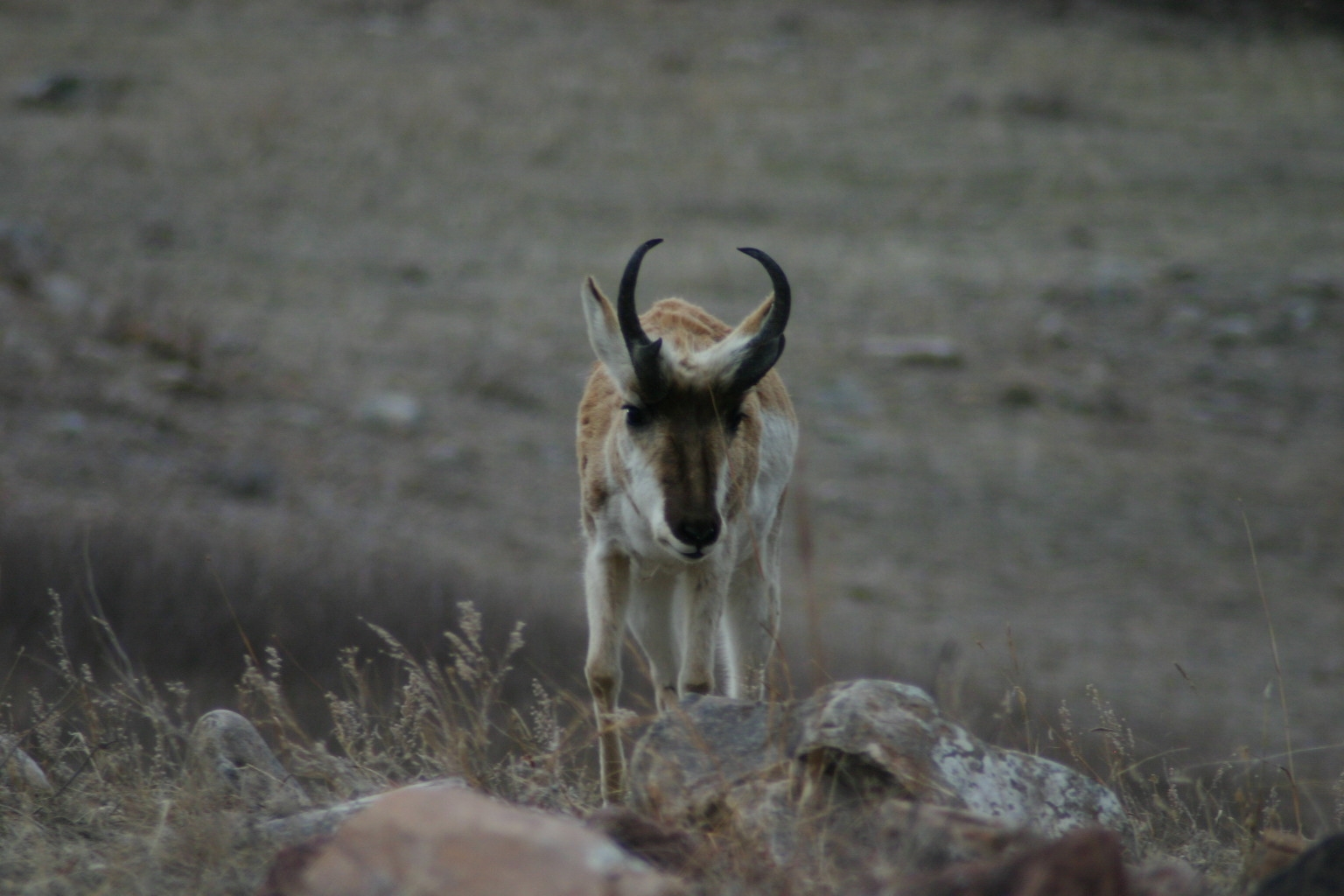 Many antelope live at Custer State Park.