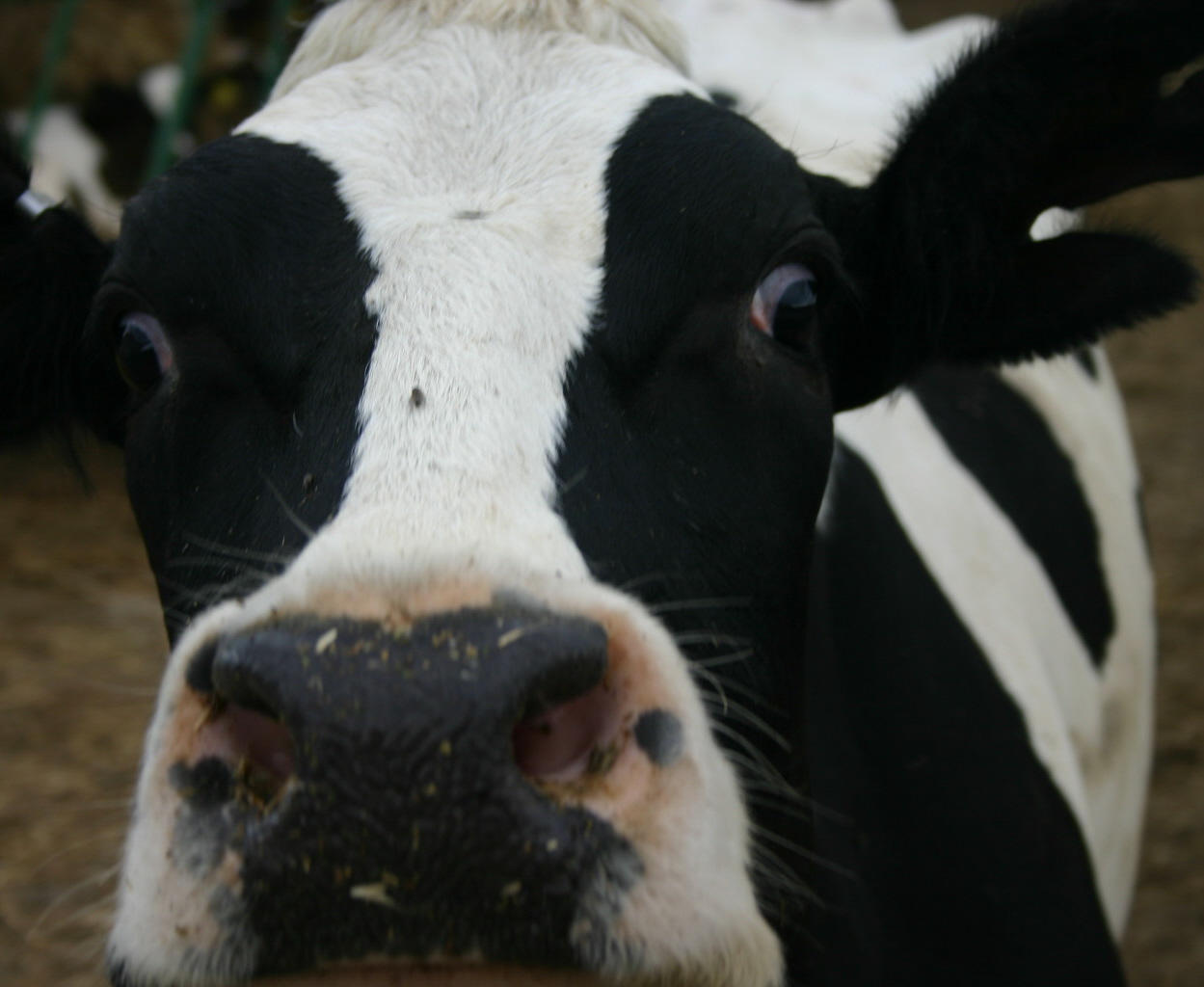Growing up in Iowa, milking cows were a common sight.