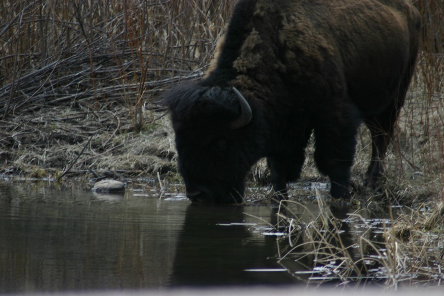 It was cool to watch this bison drinking up the cool, spring waters.