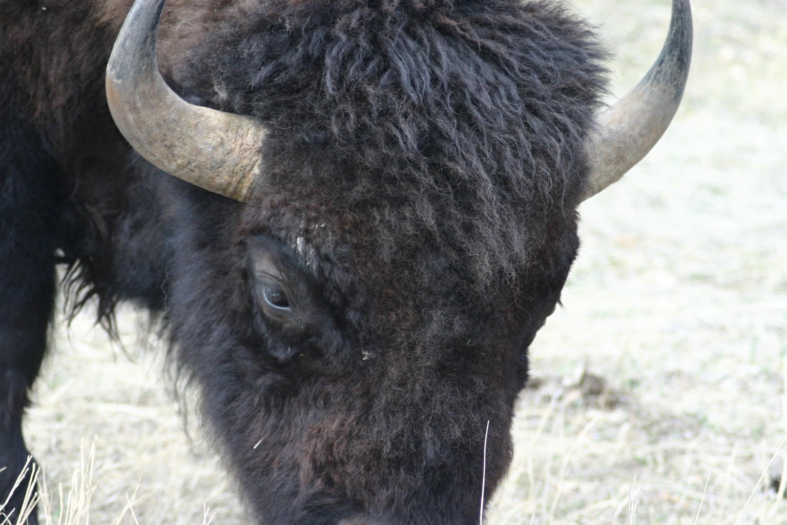 This huge bison was very close to the road. He made me a bit nervous.