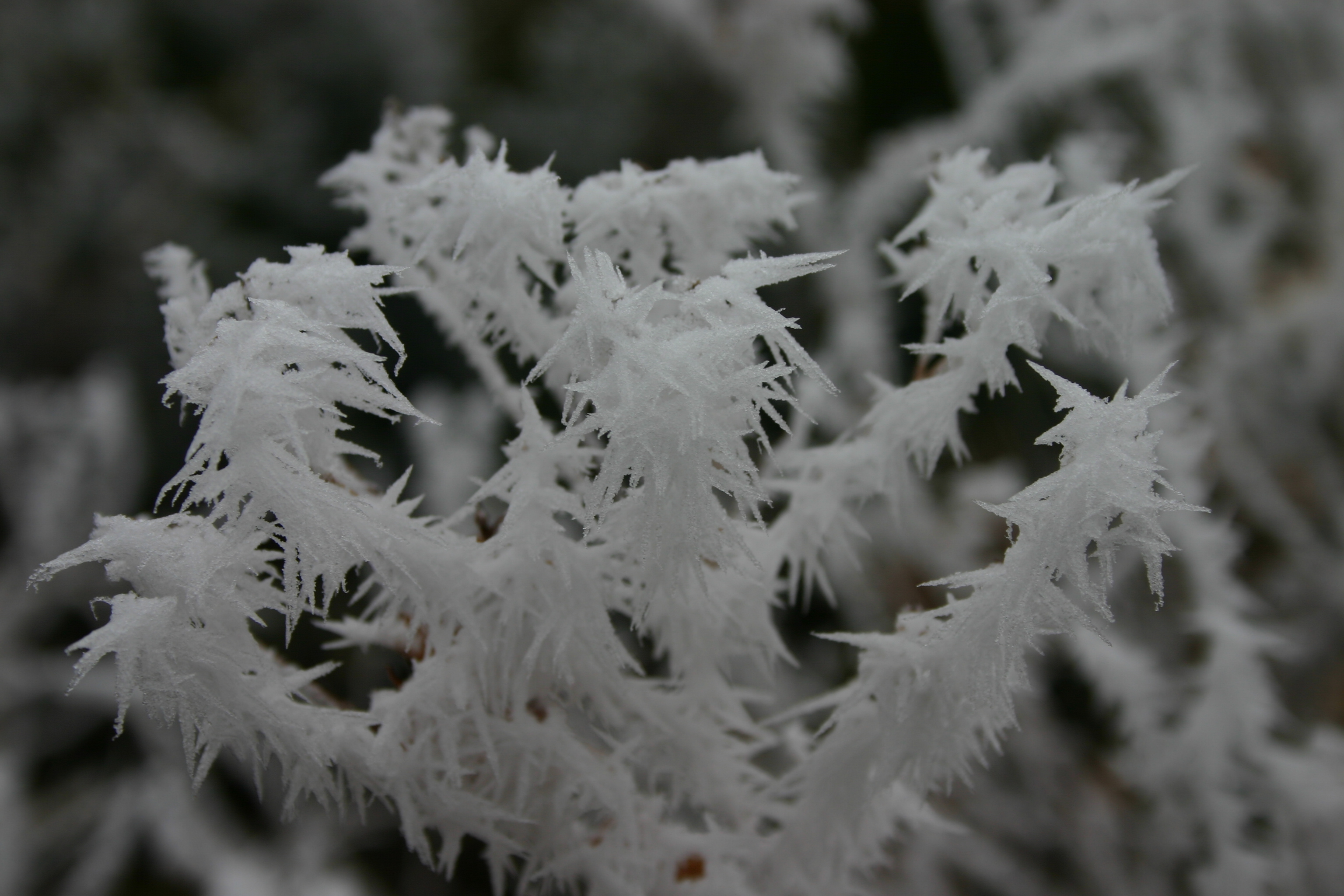 This is one of my favorite photos.&nbsp; A small flower plant covered by one of the few ice storms of the season.