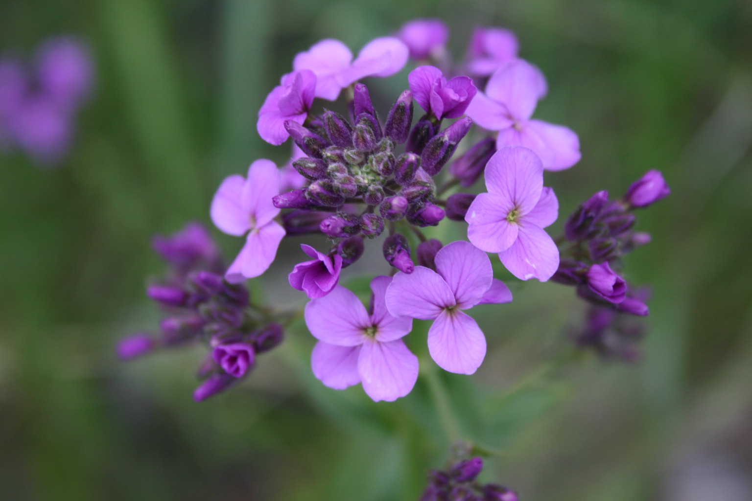 This deep purple wild violet is one of my favorite photos.