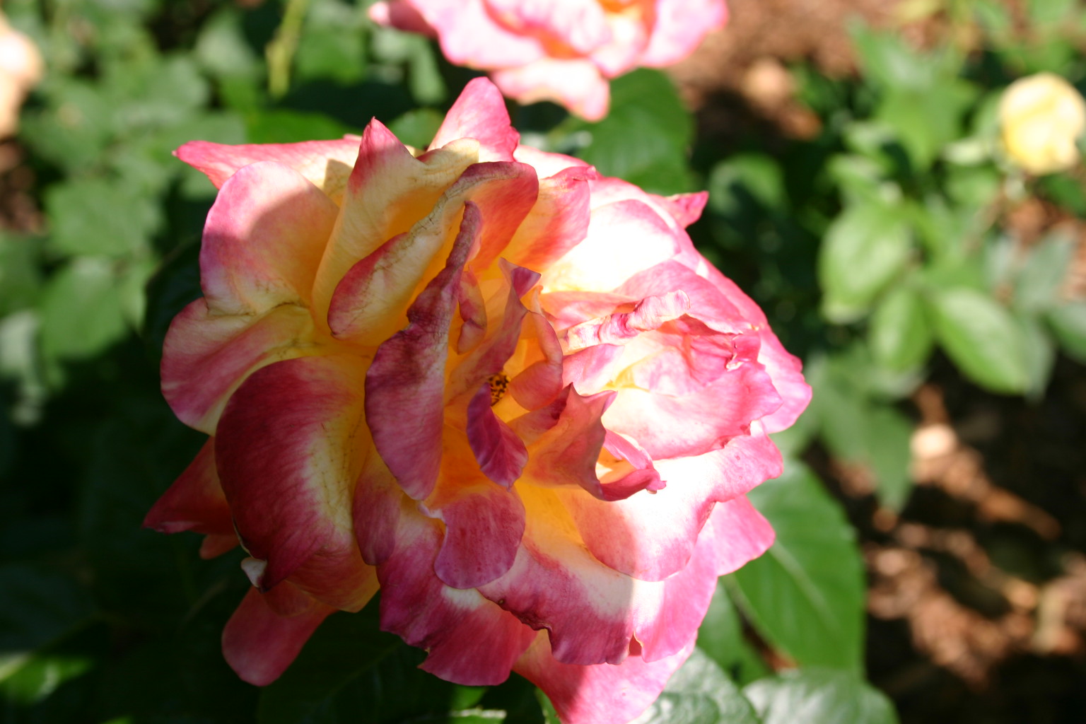 This pink and white rose in shadow caught my eye.