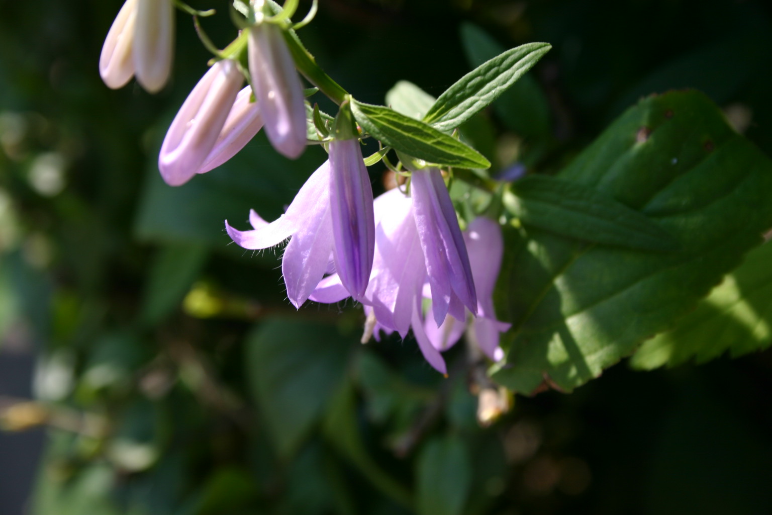 What a lovely, delicate flower.