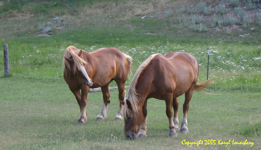 These two horses were in a friendly mood with each other.