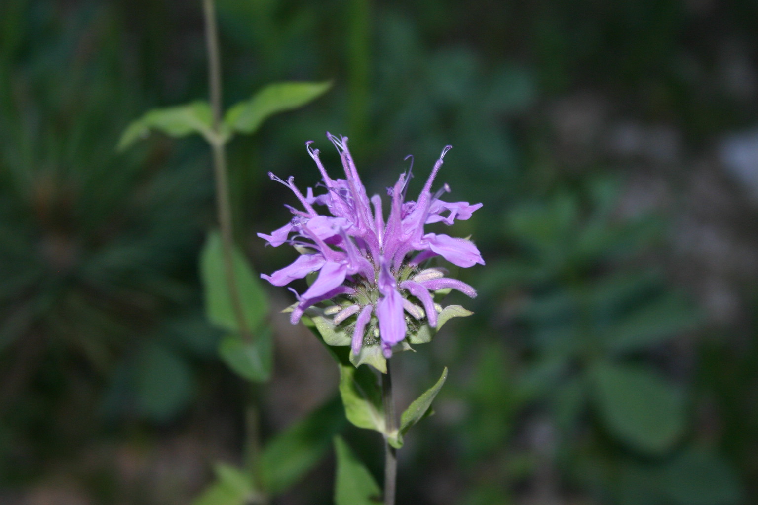 This flower reminded me of the mythical goddess, Medusa, whose head was full of snakes.