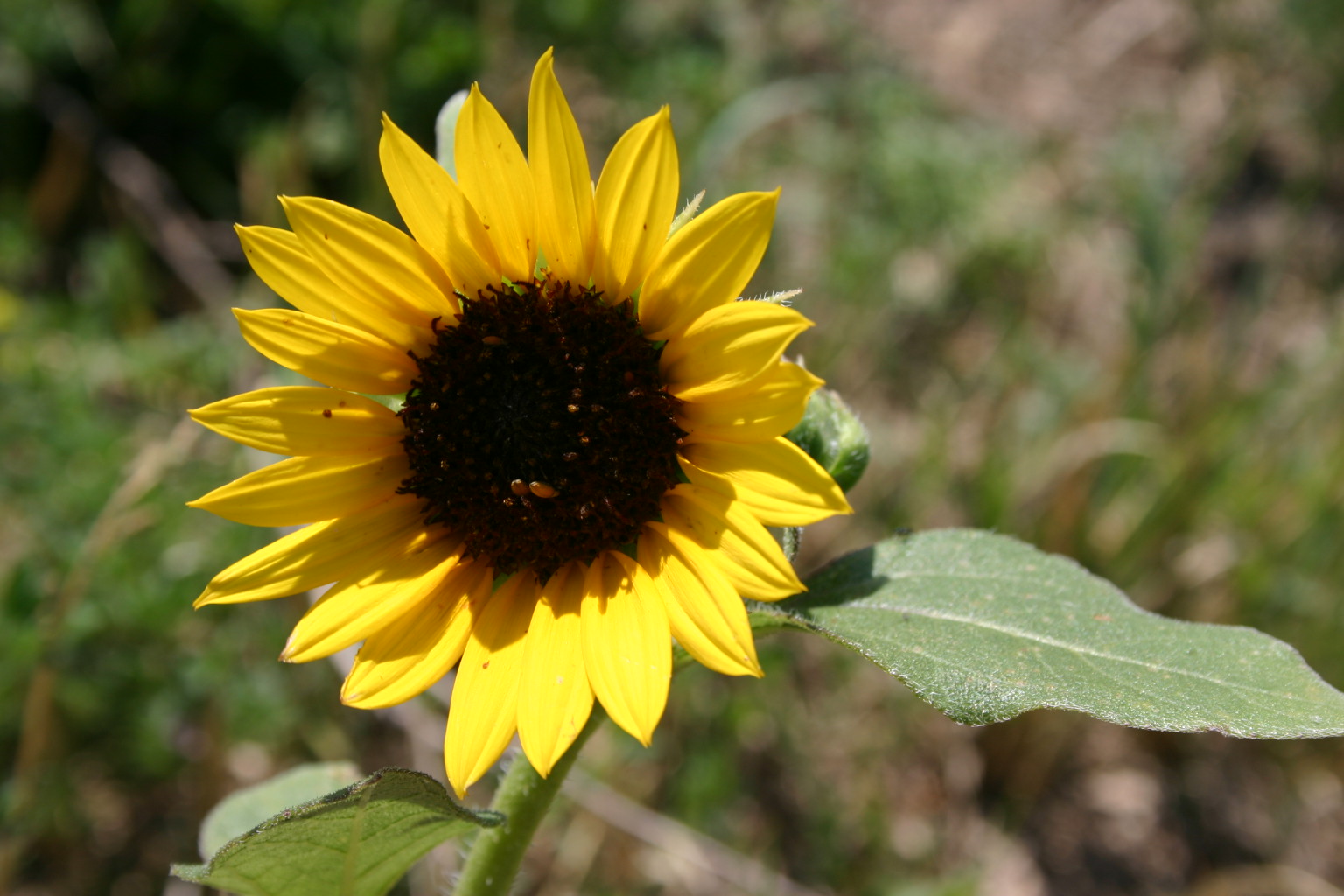 This fully ripened sunflower stood nearly seven feet tall.