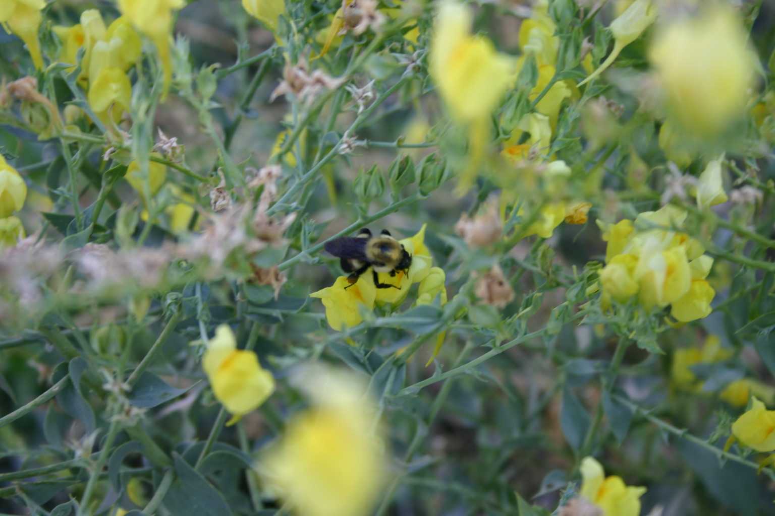 A rare glimpse at the honey bee pollinating a flower.