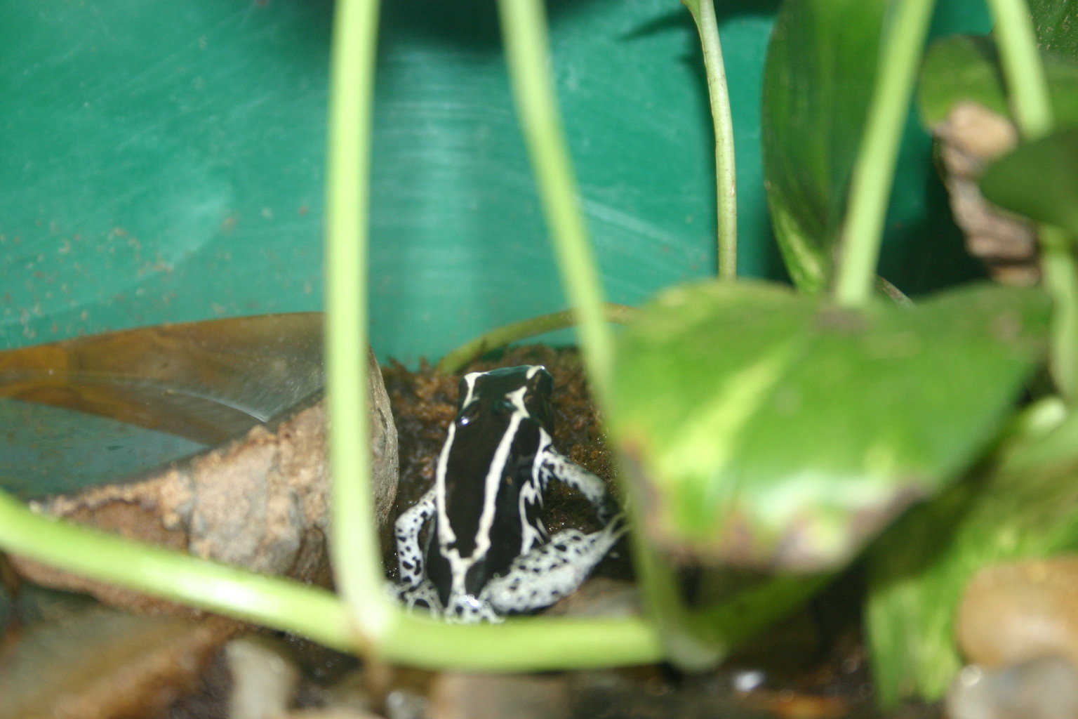 Reptile Gardens near Rapid City, SD has a wide variety of animals to see, including a variety of tree frogs.