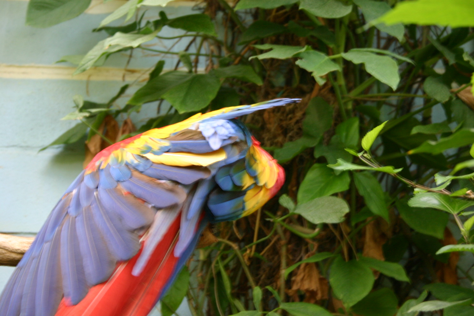 This brightly colored macaw is another one of the animals that can be found at Reptile Gardens near Rapid City, SD.