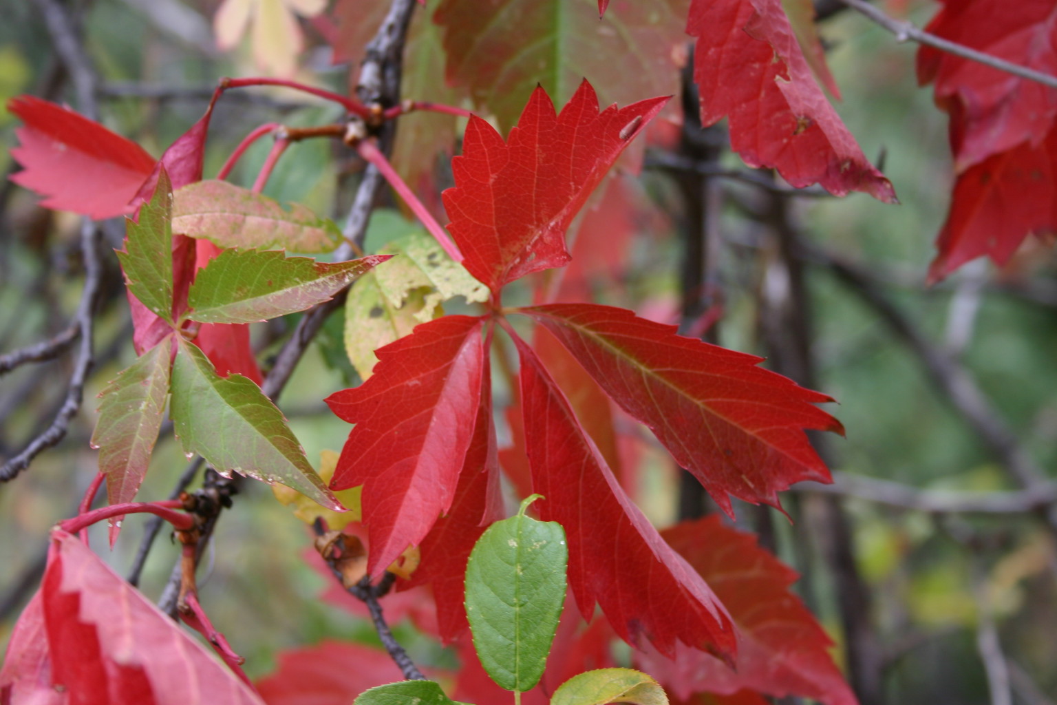 This photo, taken at Wind Cave National Park, was taken at the beginning of the fall in 2005. 