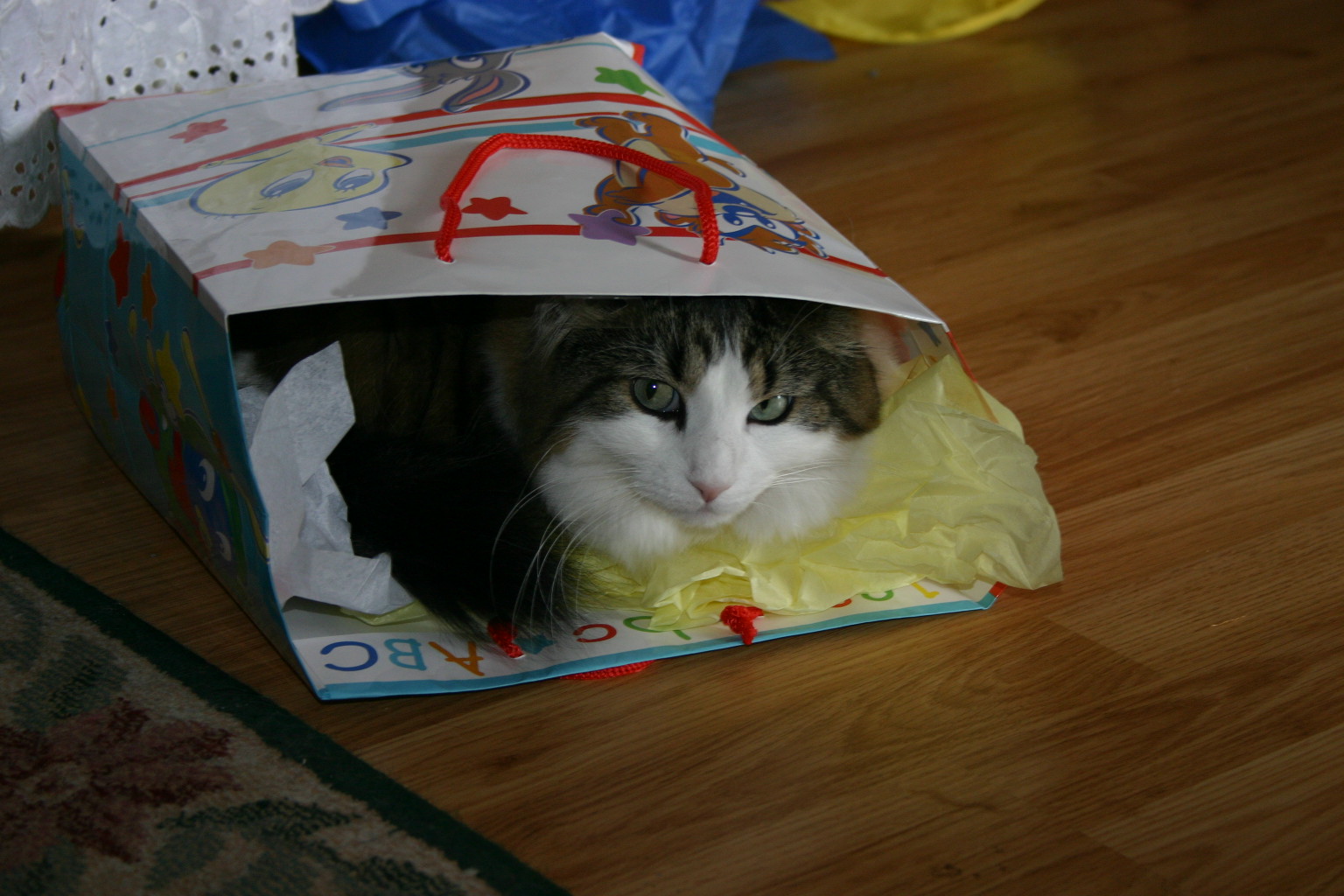 My friend's cat crawled in this bag and the opportunity was too good to pass up.
