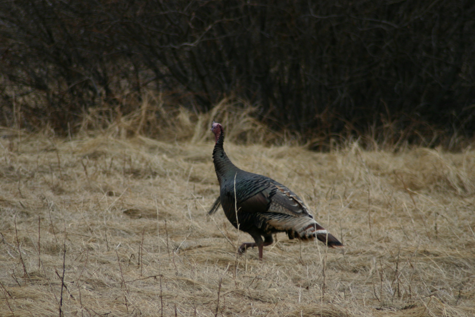 While wild turkeys are everywhere in the Black Hills, getting a good photo is difficult.