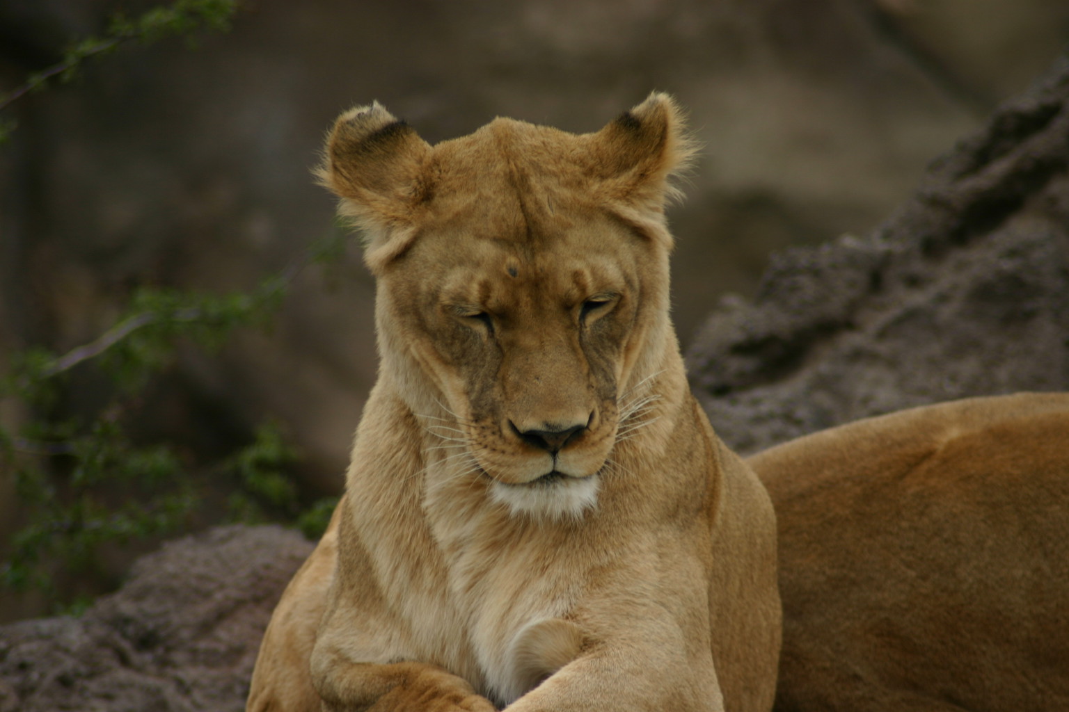 Taken at the Denver Zoo.