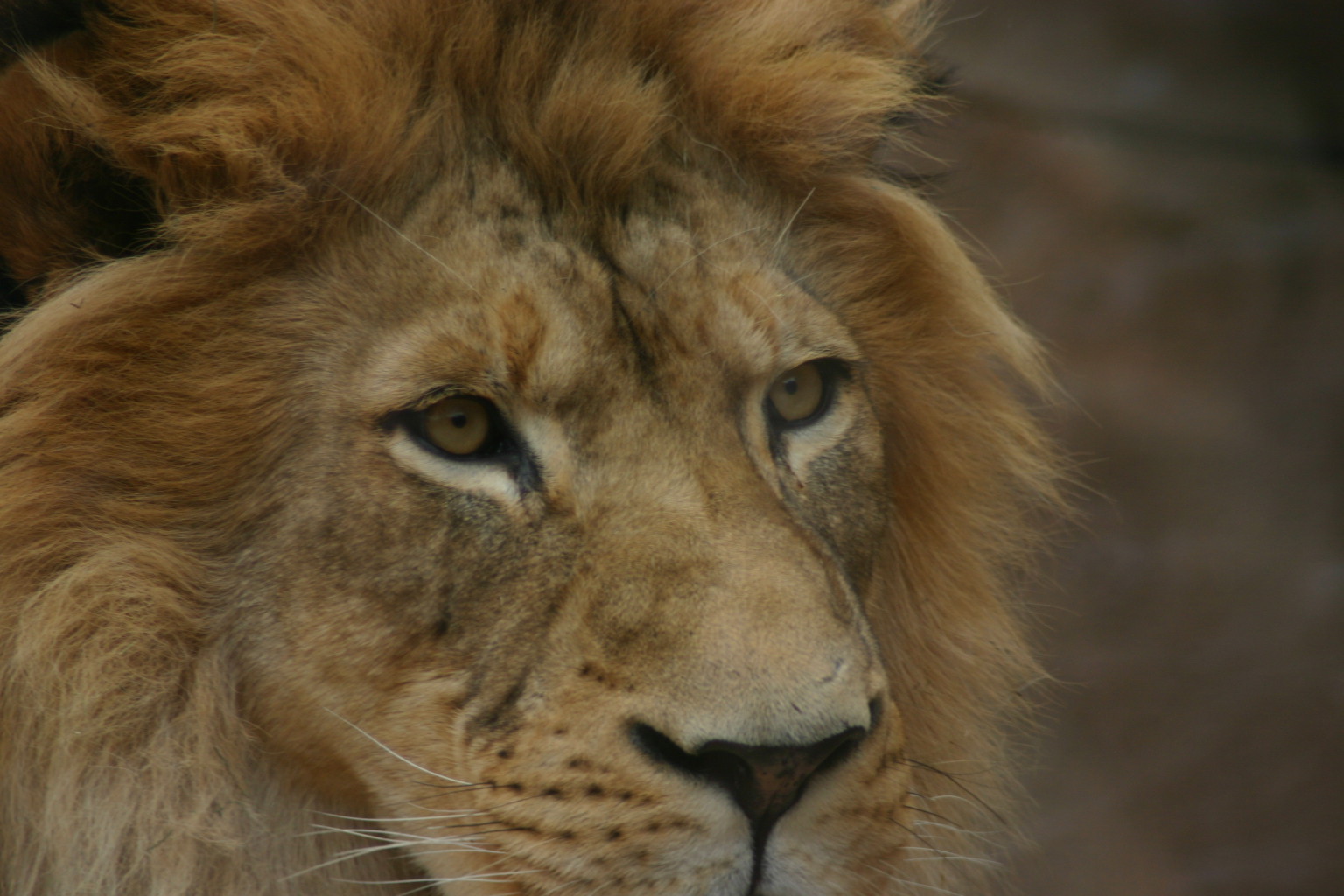 Taken at the Denver Zoo, Denver, CO.