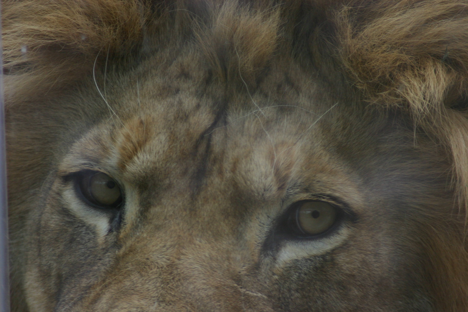 Taken at the Denver Zoo, Denver, CO.