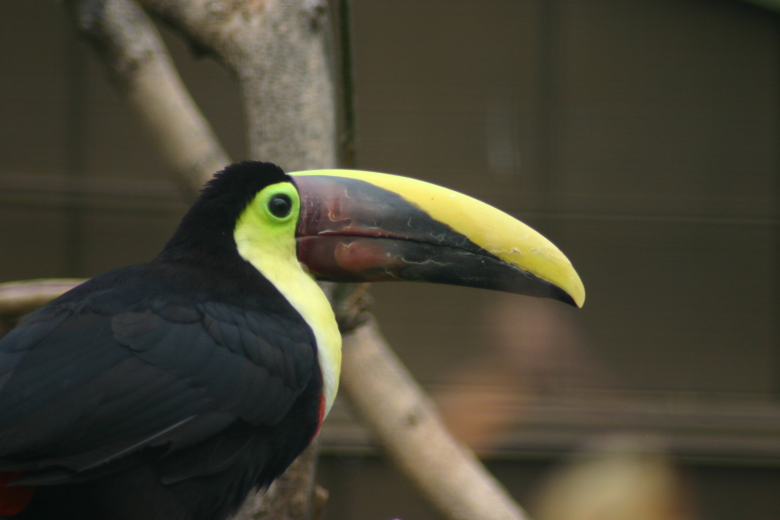 Taken at the Denver Zoo, Denver, CO.
