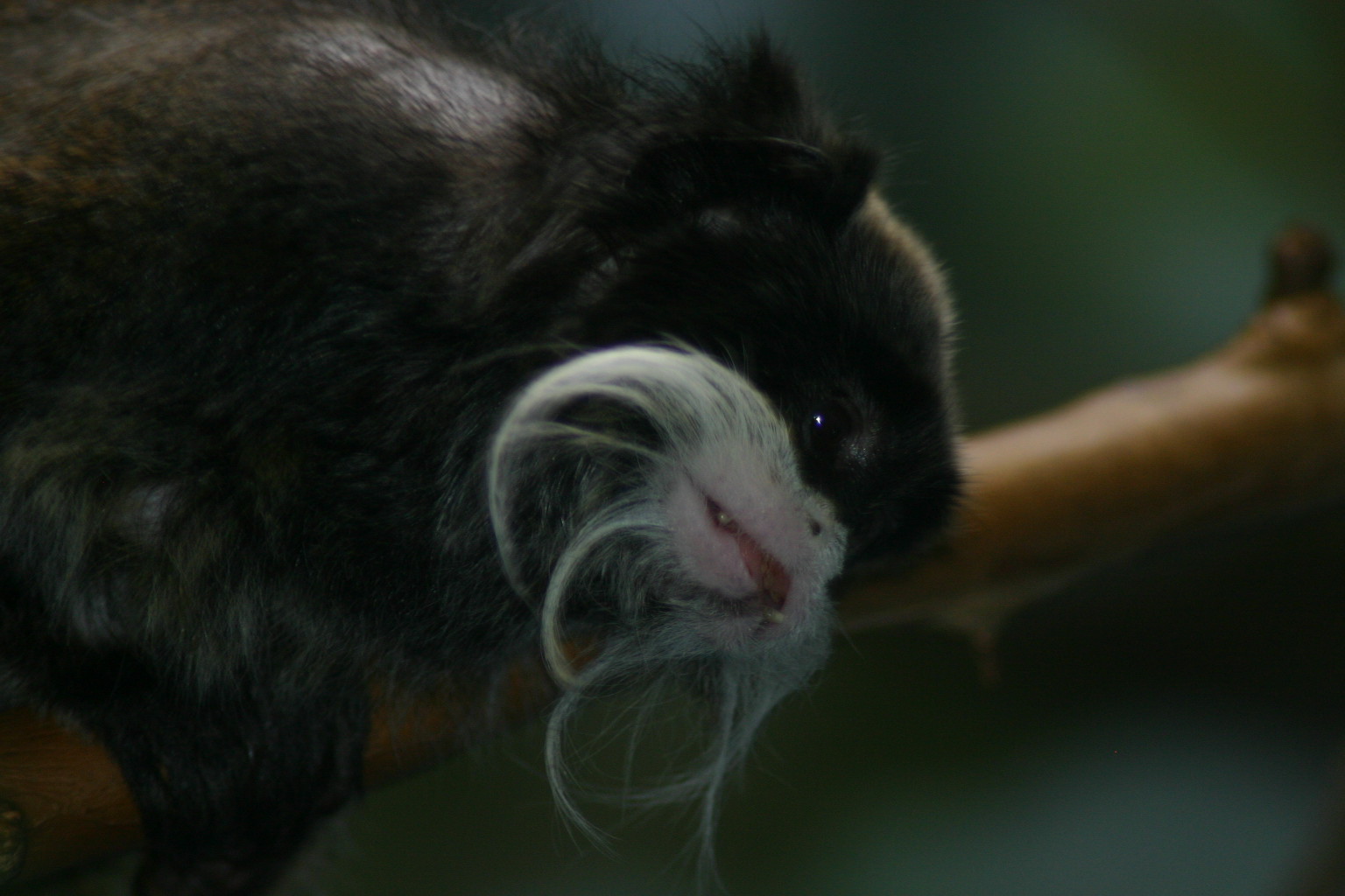 Taken at the Denver Zoo, Denver, CO.