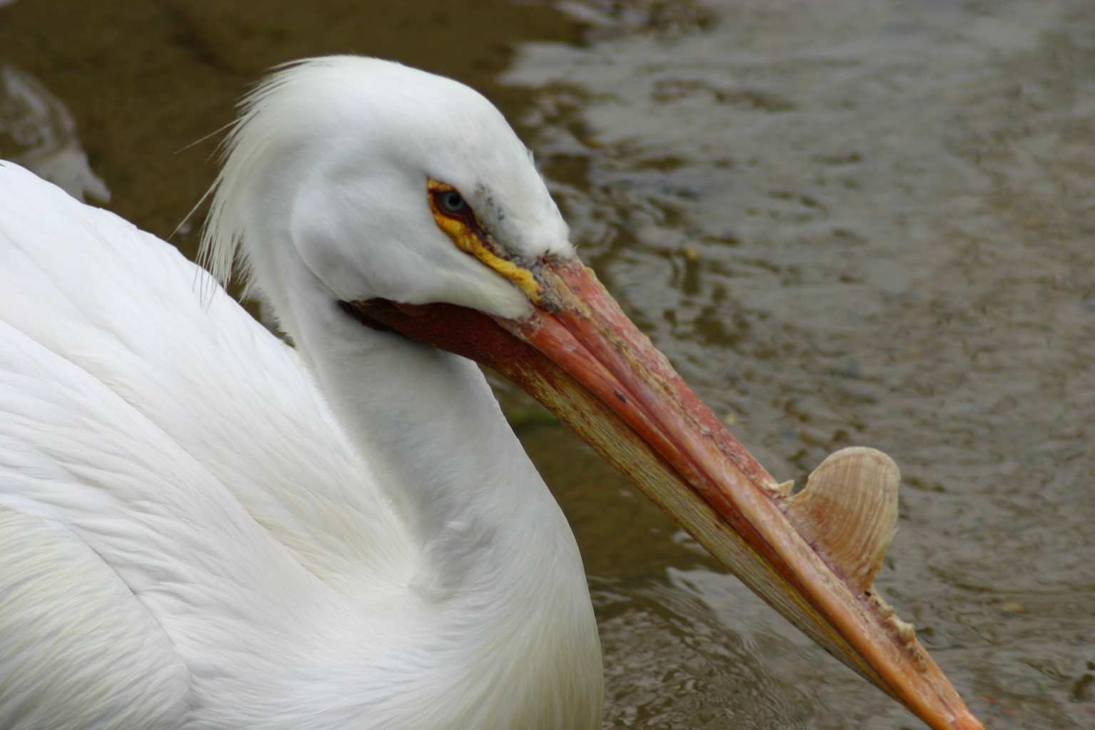 Taken at the Denver Zoo, Denver, CO.