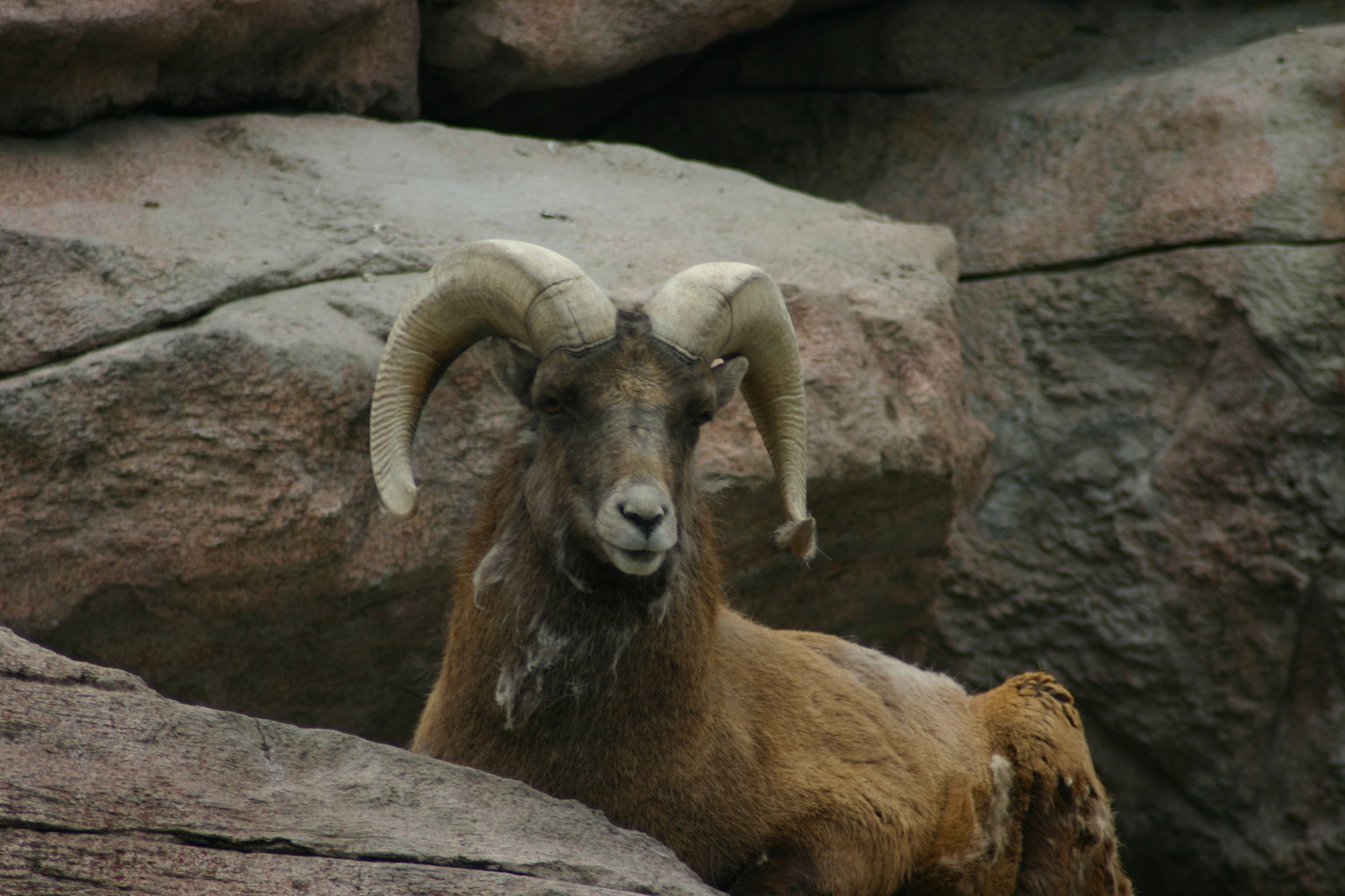 Taken at the Denver Zoo, Denver, CO.