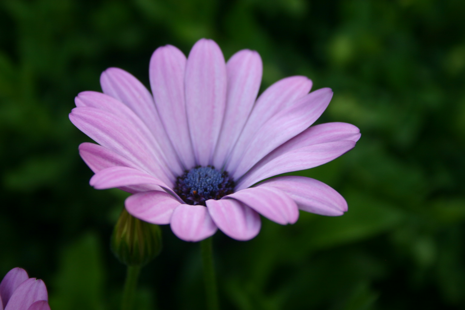 A trip to the Olbrich Botannical Gardens in Madison, WI led to this photo.