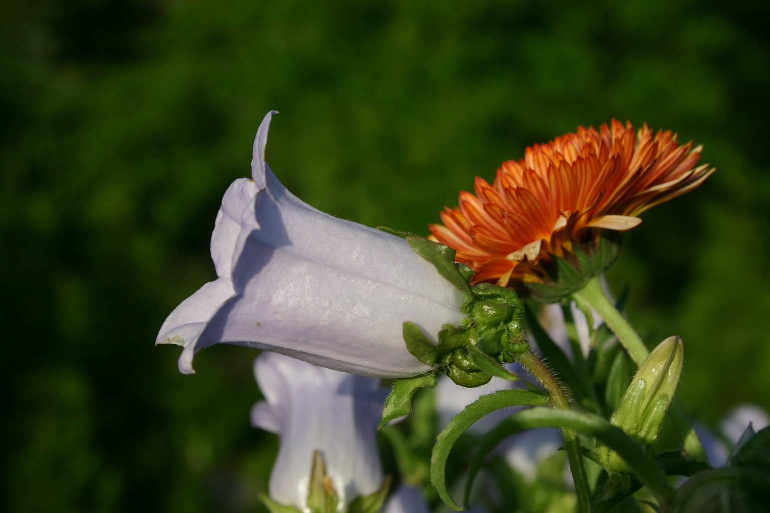 Purple and orange compliment each other splendidly in this peaceful photo.