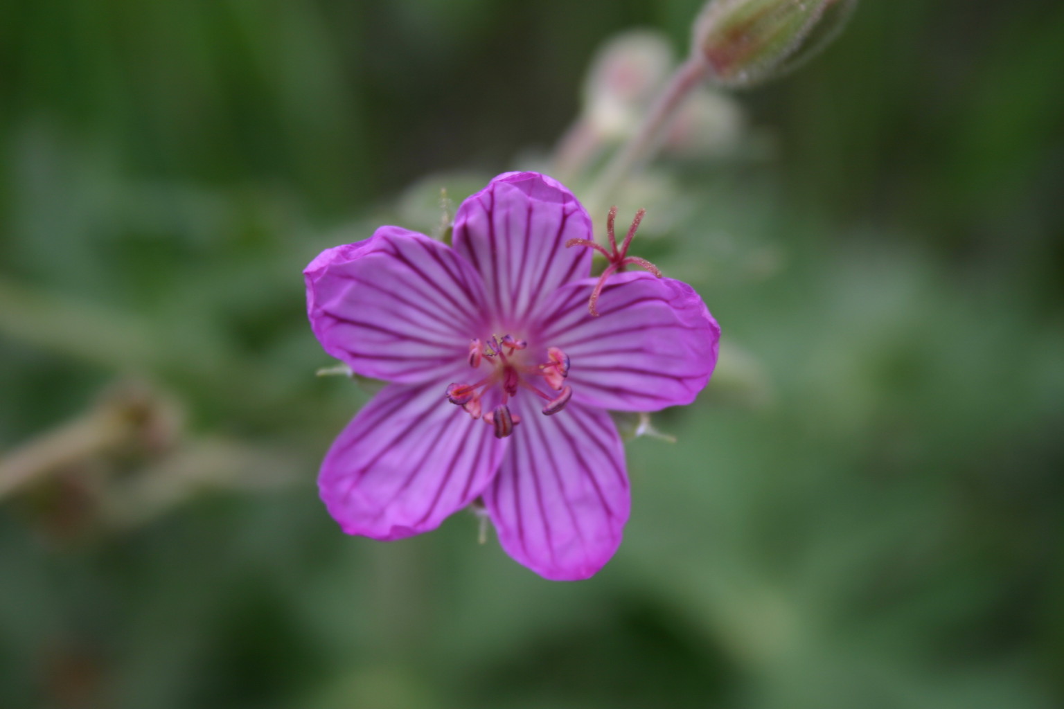 This purple flower is one of my favorites.