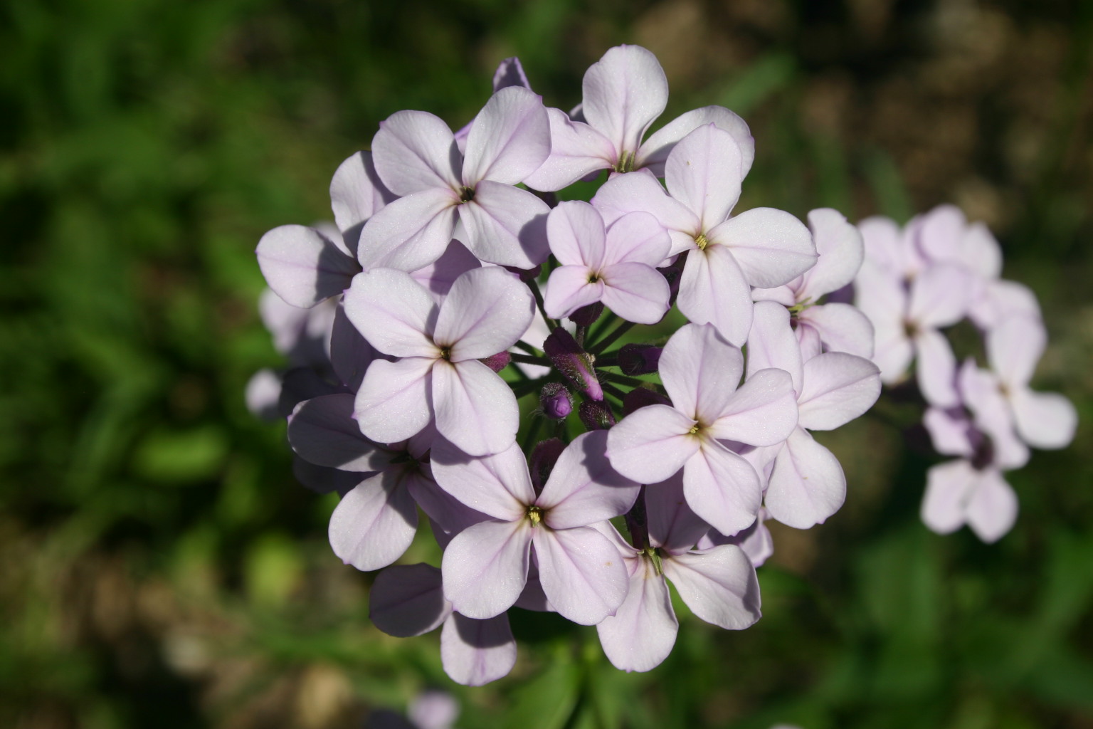 Some of the wild violets found in the Black Hills.
