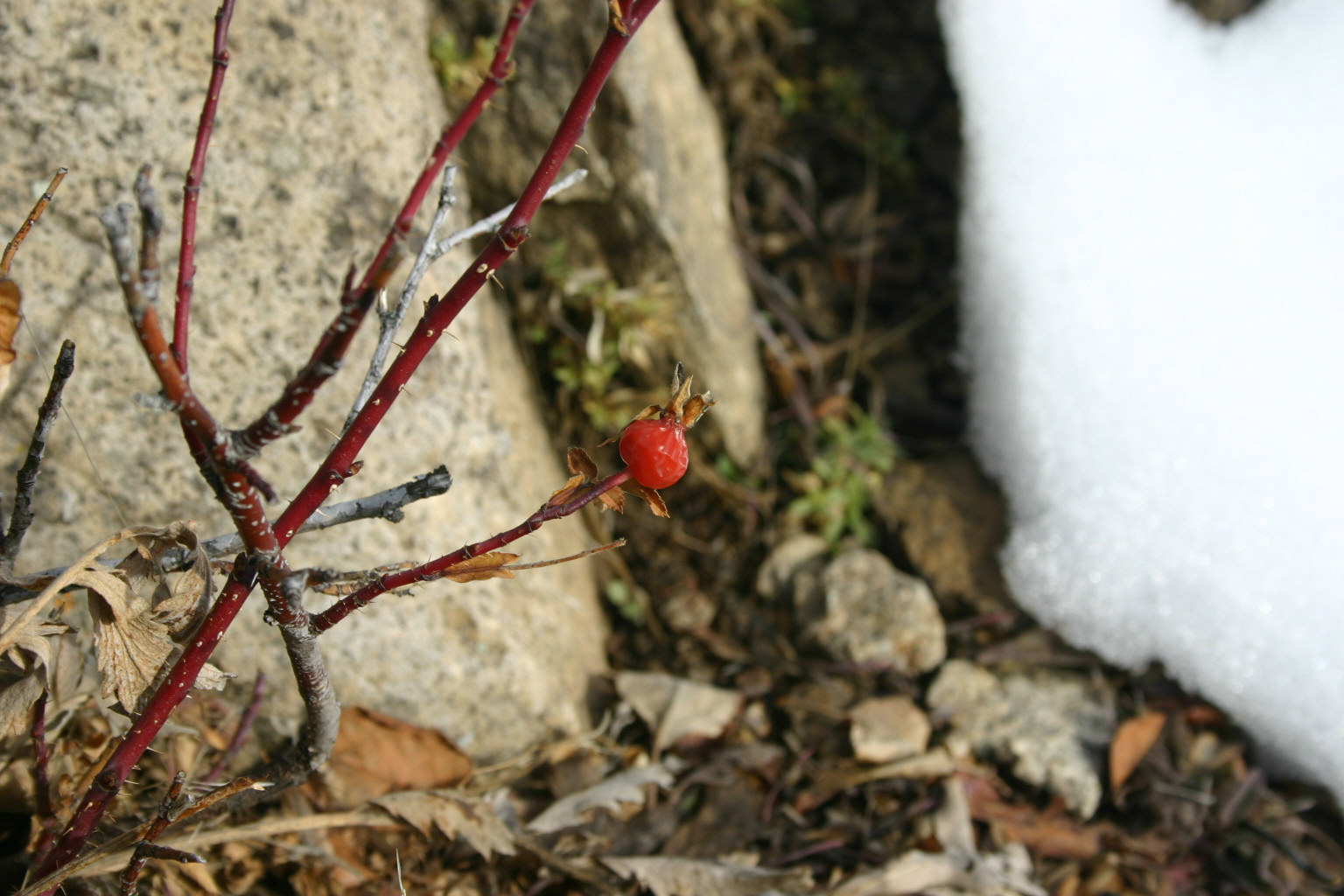 This bright red berry caught my eye against a winter backdrop.