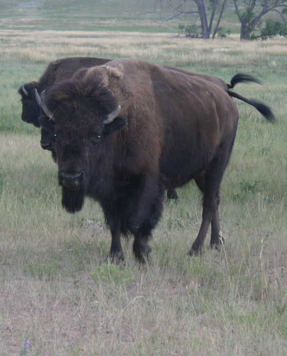 Bison, once dominating the prairie, are making a come back with the help of the strong bulls in the herd.