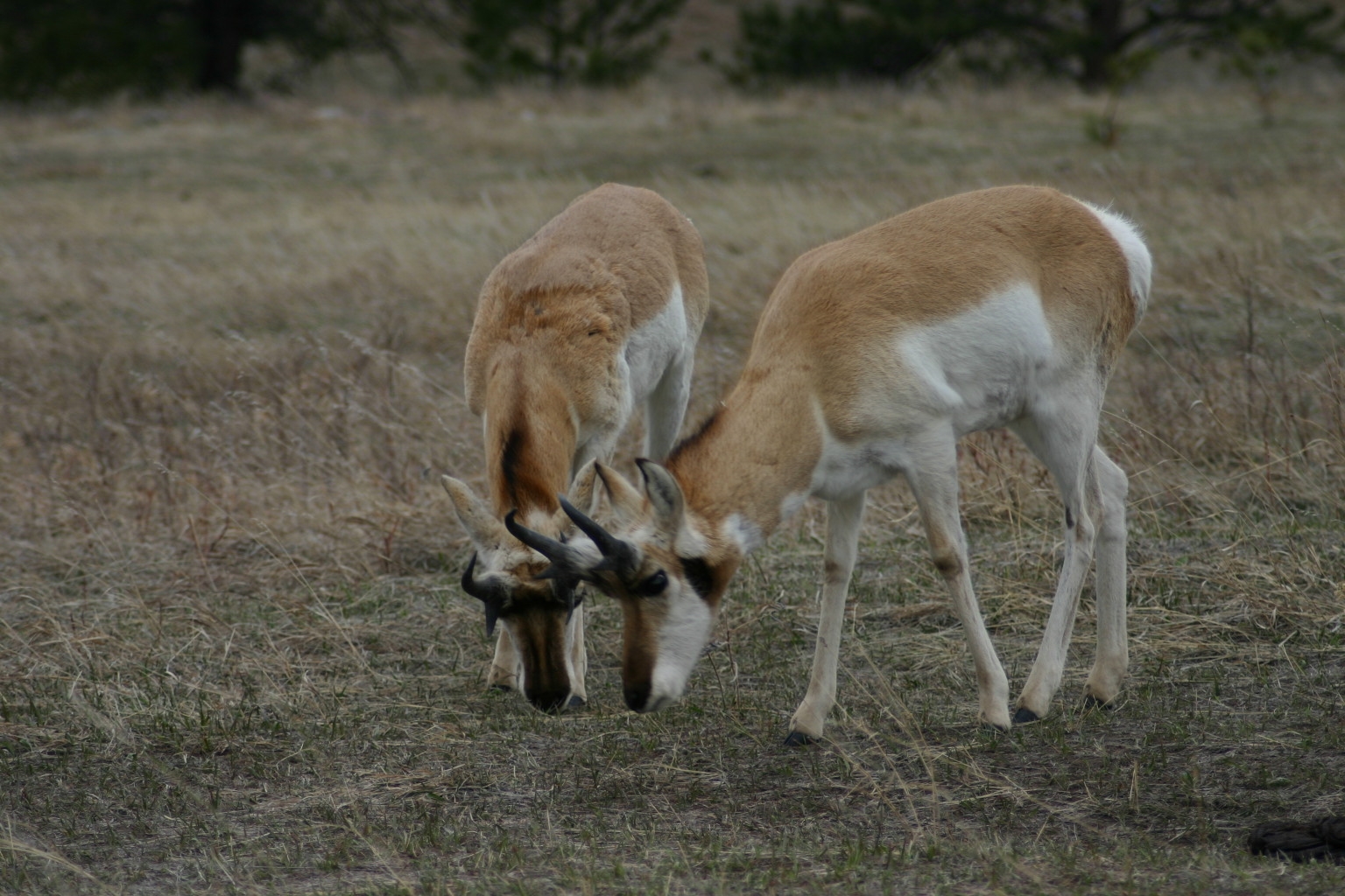 These two antelope walked within about five feet of my car on a trip to Custer State Park, SD.