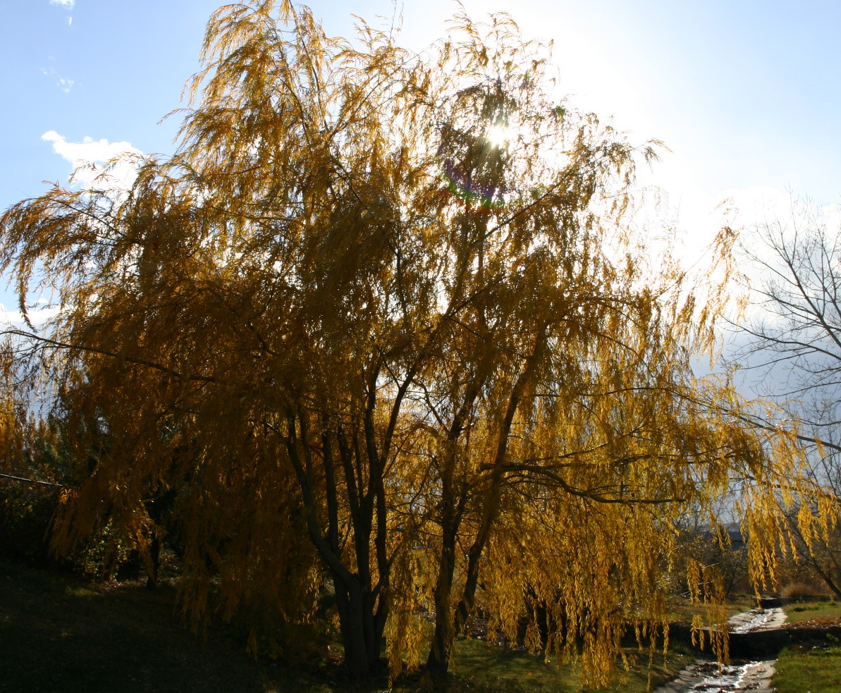The sun behind this weeping willow highlights its warm yellow leaves.