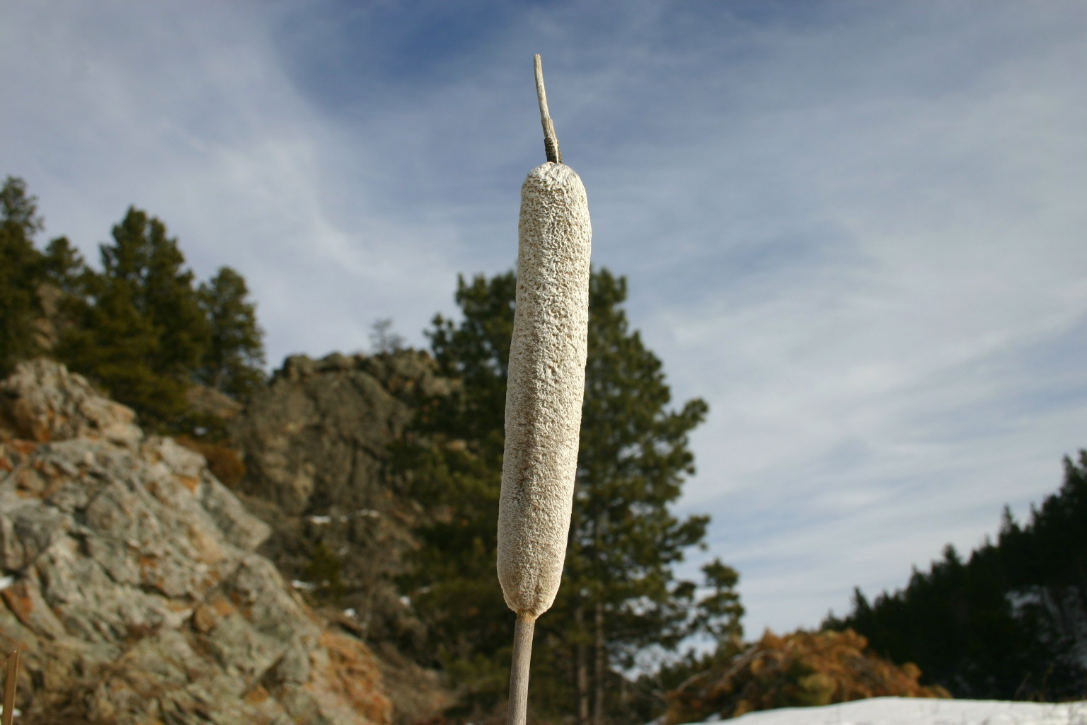 A snow-white cattail stood proudly near a frozen lake.