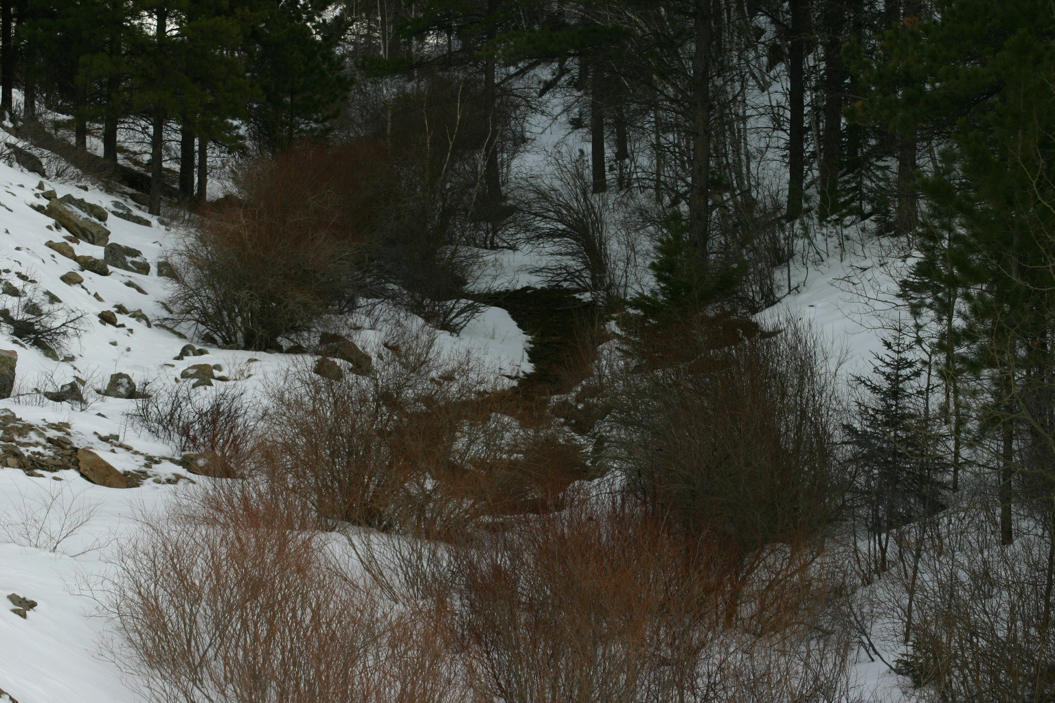 This stream helps feed Iron Creek Lake.