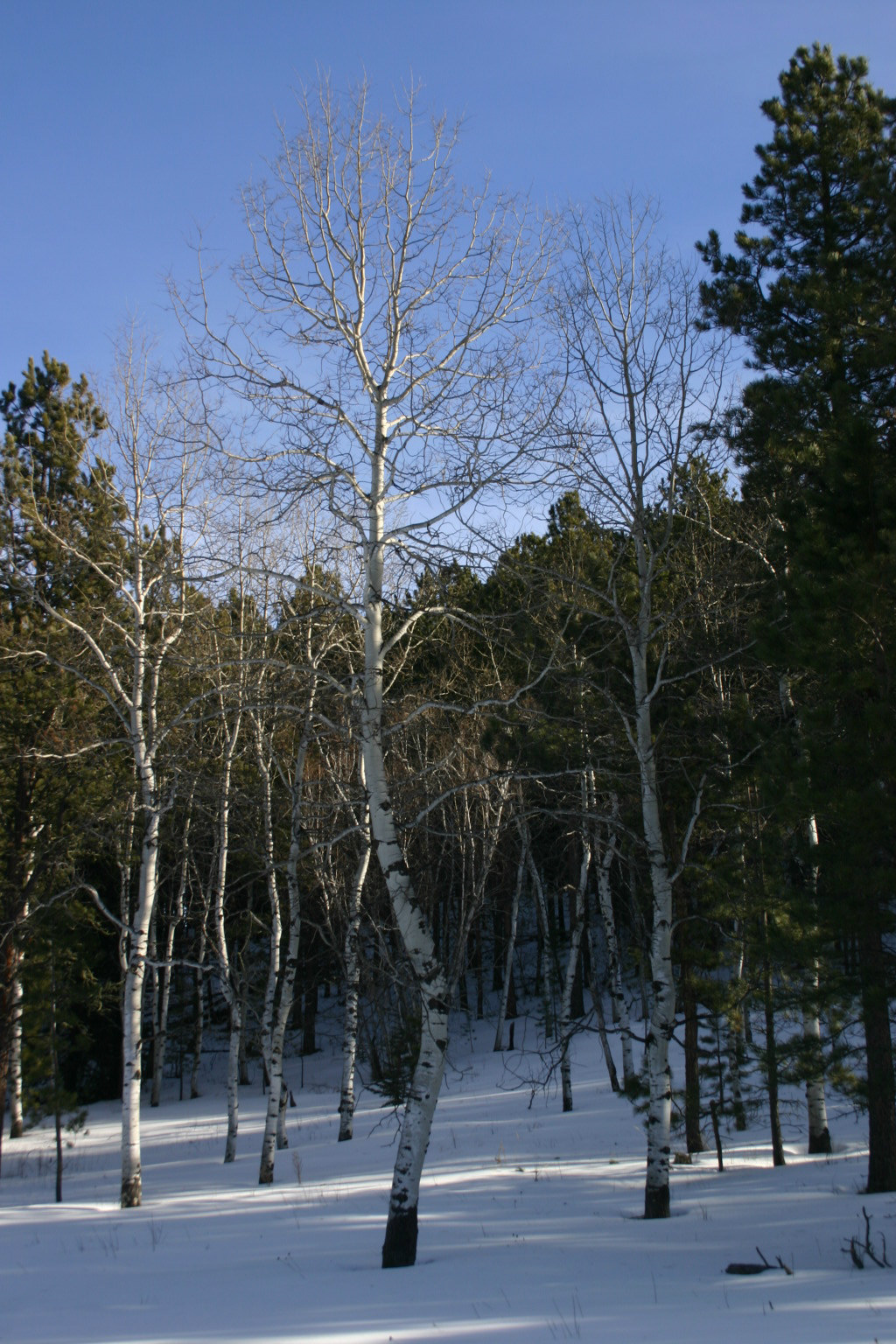 Taken near Iron Creek Lake, SD, this beautiful grove of Aspen looked so serene.