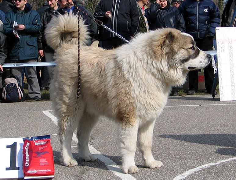 ORION IZ RUSKOG IZVORA
