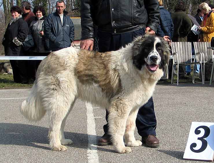 BARON, vl.Zivanovic